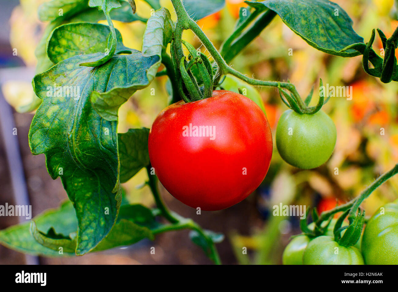 Organici di coltivazione del pomodoro in un orto. Coltivazione del pomodoro in terreno aperto. Cibo sano concetto. Foto Stock