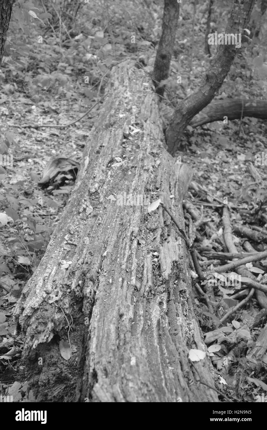 Foto in bianco e nero di un albero caduto Foto Stock