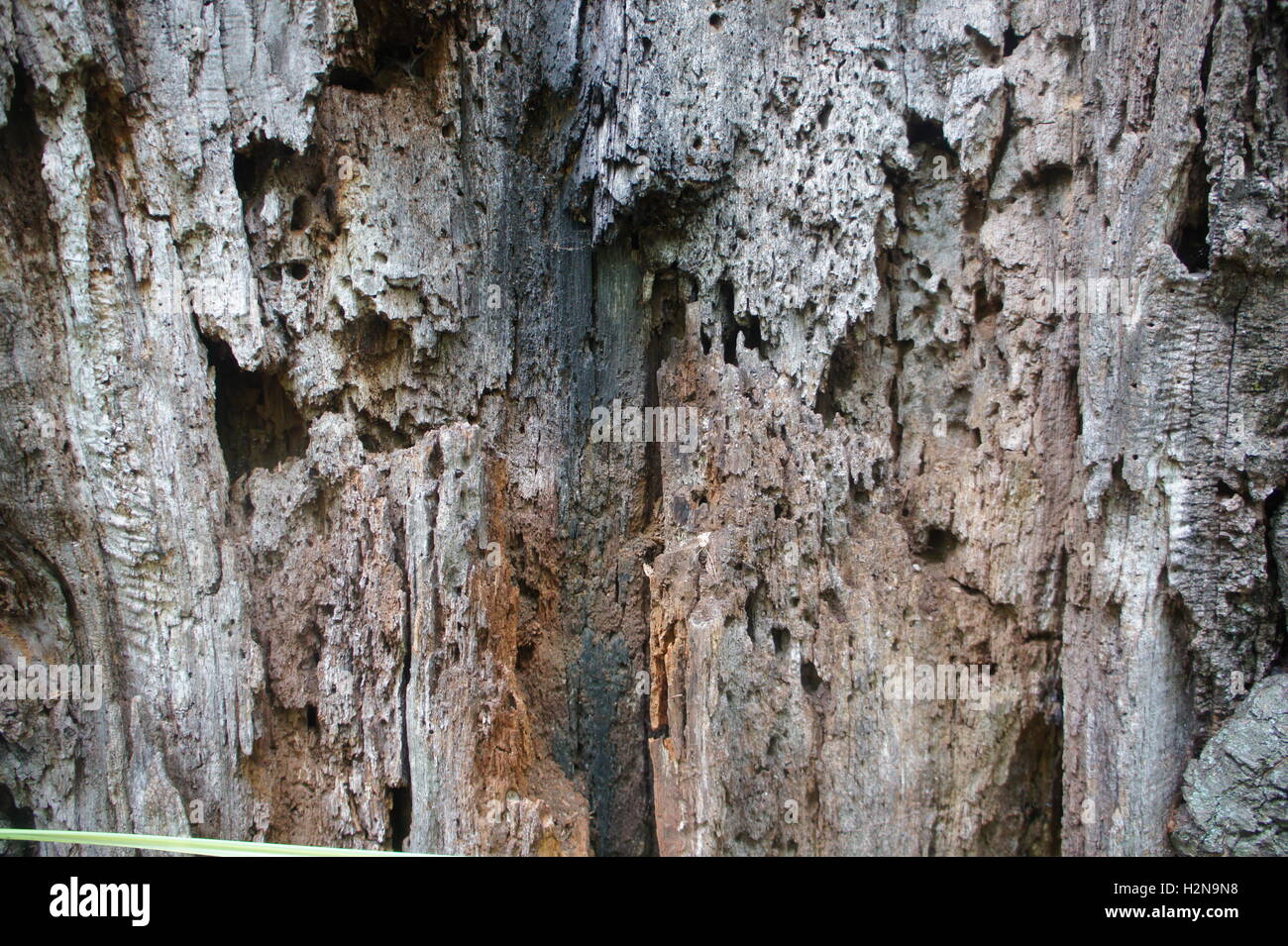 In prossimità di un albero danneggiato, legno Foto Stock