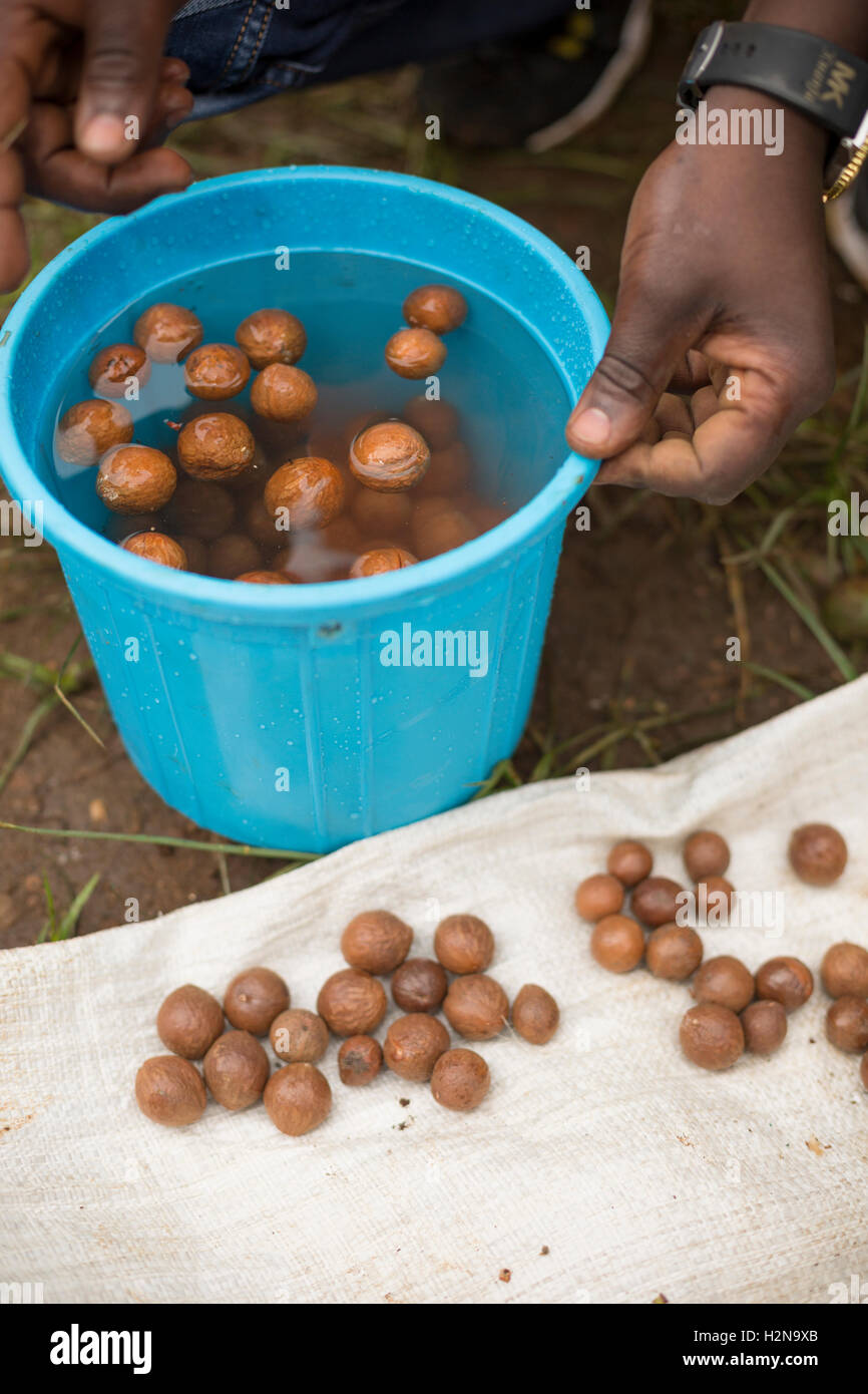 Un commercio equo produttore esegue un controllo di qualità in prova di flottazione su un agricoltore e la noce macadamia raccolto nella contea di Kirinyaga, Kenya. Foto Stock