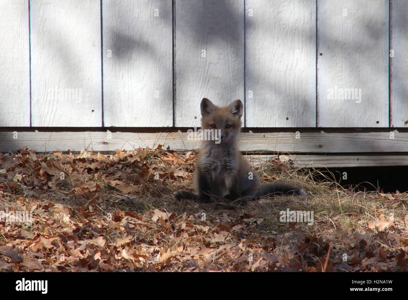 Giovani Kit Fox seduto fuori il suo Den Foto Stock