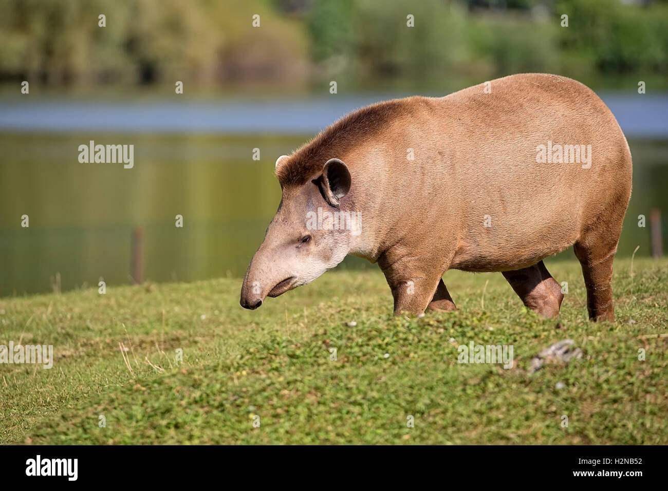 Il tapiro in una radura, nel selvaggio Foto Stock