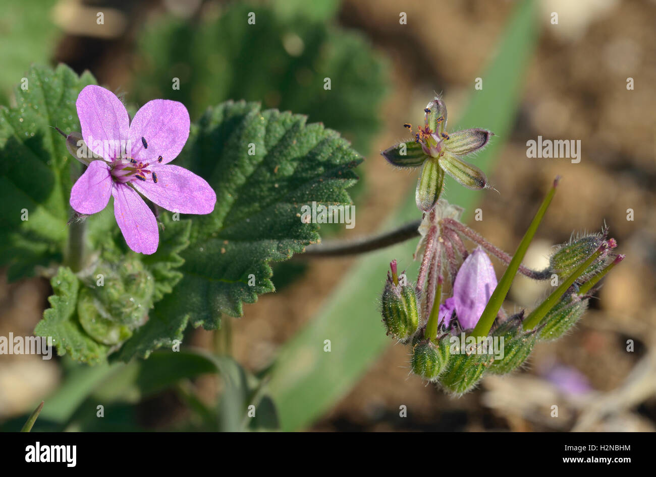 Malva-lasciava di cicogna-bill - Erodium malacoides fiore & Frutta Foto Stock