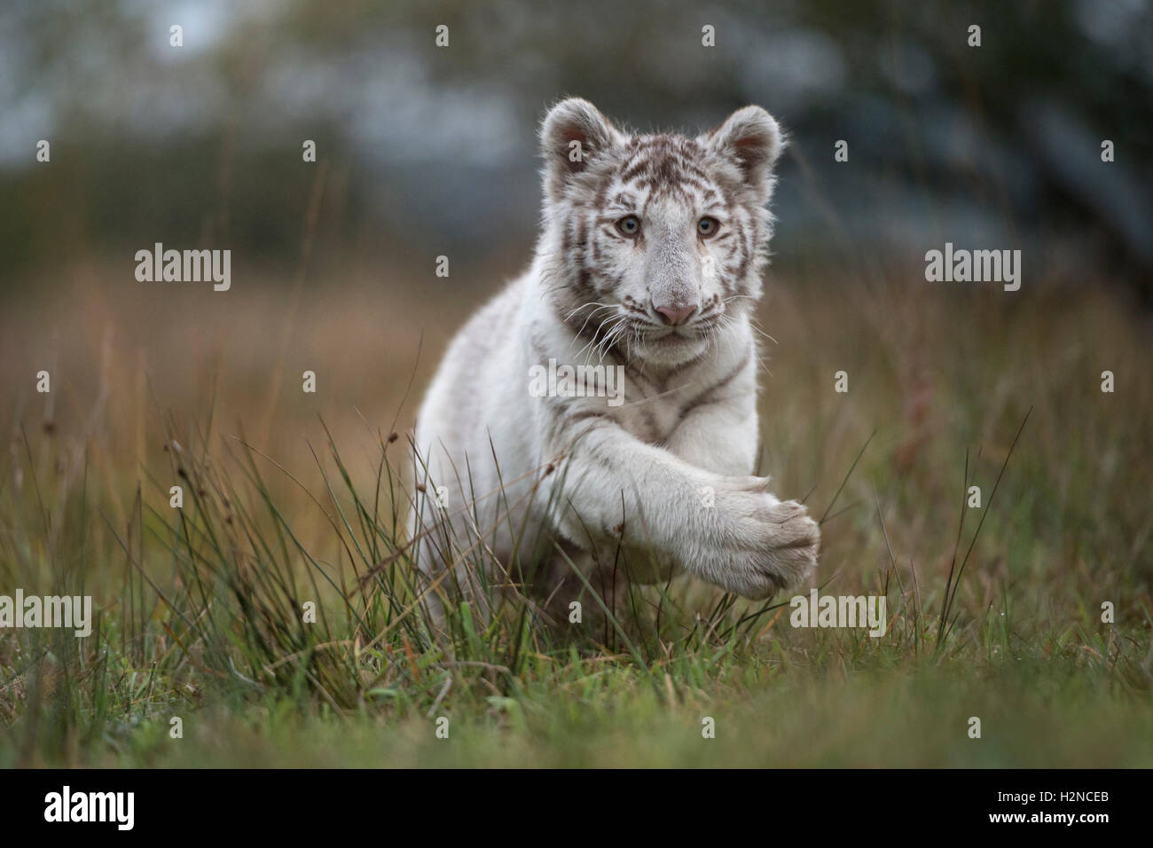 Royal tigre del Bengala / Koenigstiger ( Panthera tigris ), bianco morph in tipico che circonda, saltando attraverso paludi, dinamico. Foto Stock