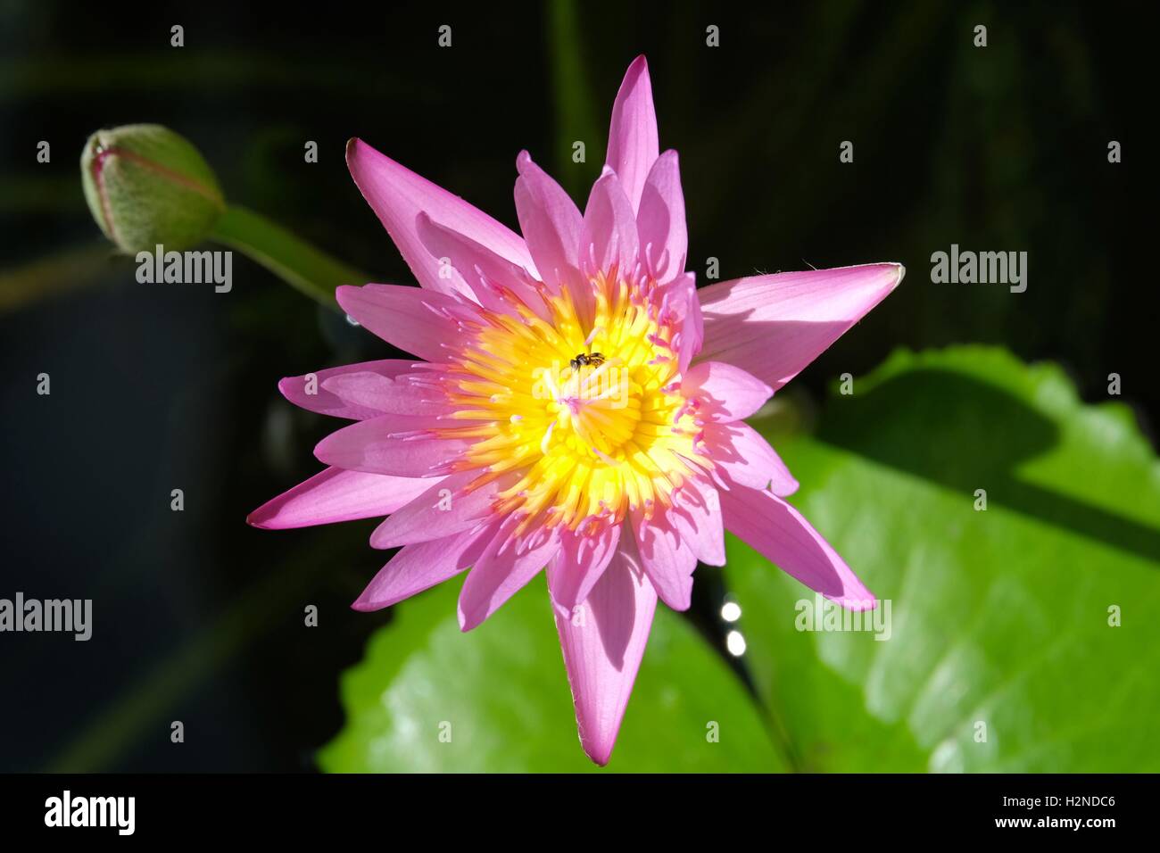 Bellissimo fiore di loto sul sole con bee a Koh Samui Foto Stock