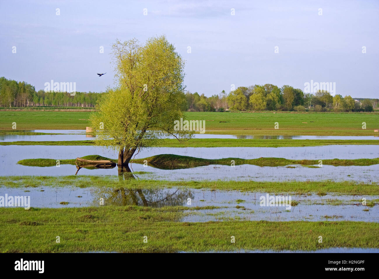 La molla paesaggio: verde prato o campo, erba verde, Lone Tree, inondazioni bird, foresta, skyline e blue nuvoloso Foto Stock