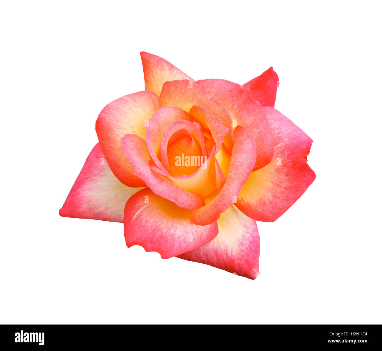 Il sorbetto di Rainbow Rose Foto Stock