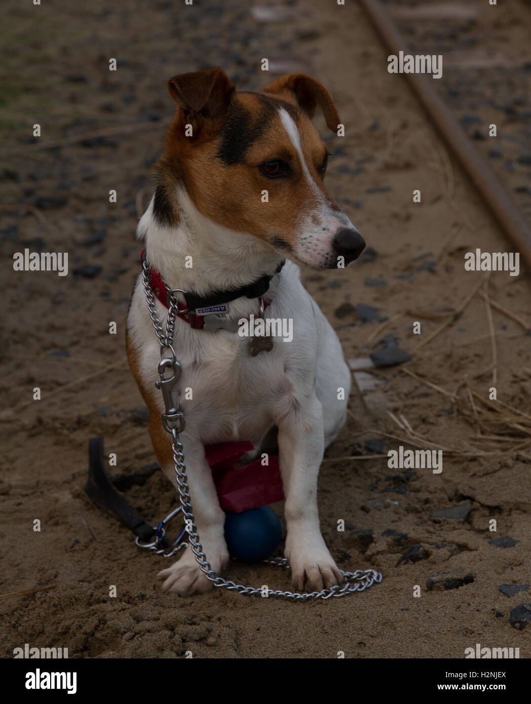 Jack Russell Terrier JRT cane ritratto al Fairbourne sulla sabbia con la ferrovia in miniatura a lato Foto Stock