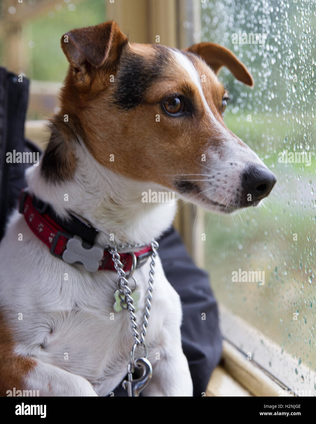 Welsh Highland Railway WH - in un giorno di pioggia nel Galles del Nord Rusty Jack Russell cane guarda attraverso la finestra con pioggia visibile sul vetro Foto Stock
