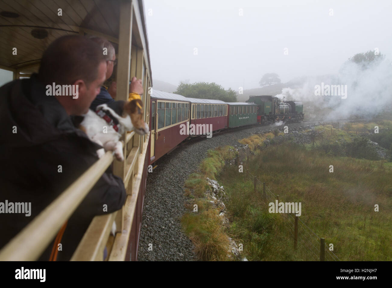 Welsh Highland Railway WHR Galles del Nord - Rusty Jack Russell cane ama la sua cavalcata guardando fuori dal pullman aperto motore di vapore soft focus dietro Foto Stock