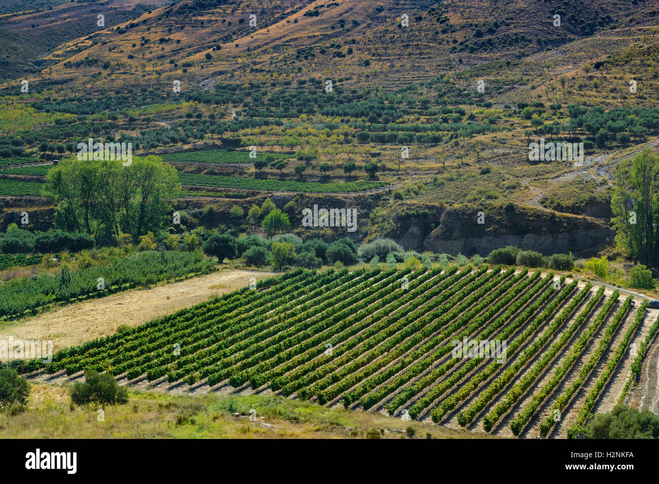 Vista aerea del campo di vigneti nel comune di Igea, La Rioja, Spagna, Europa. Foto Stock