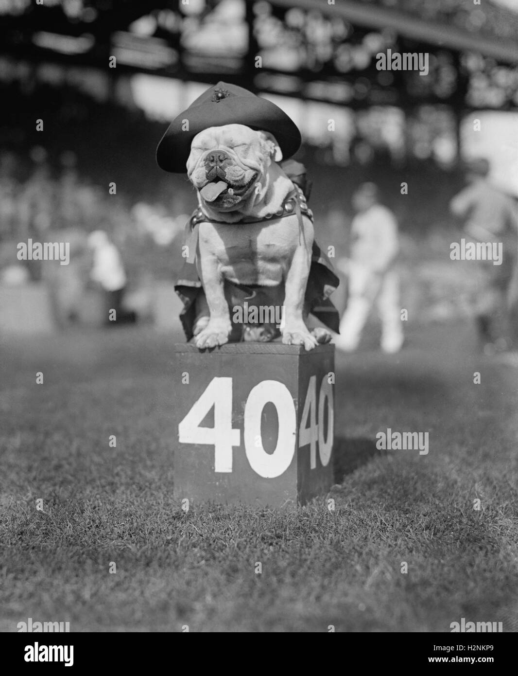 Stati Uniti Marines Football squadra mascotte su 40-cantiere marcatore, Nazionale Società foto, Ottobre 1923 Foto Stock