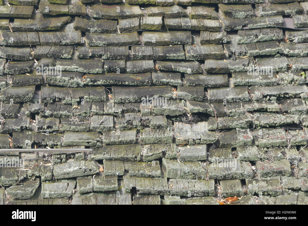 Moss coperto le assicelle di legno coprono un tetto nella città di Chesapeake, Cecil County, Maryland, Stati Uniti d'America. Foto Stock
