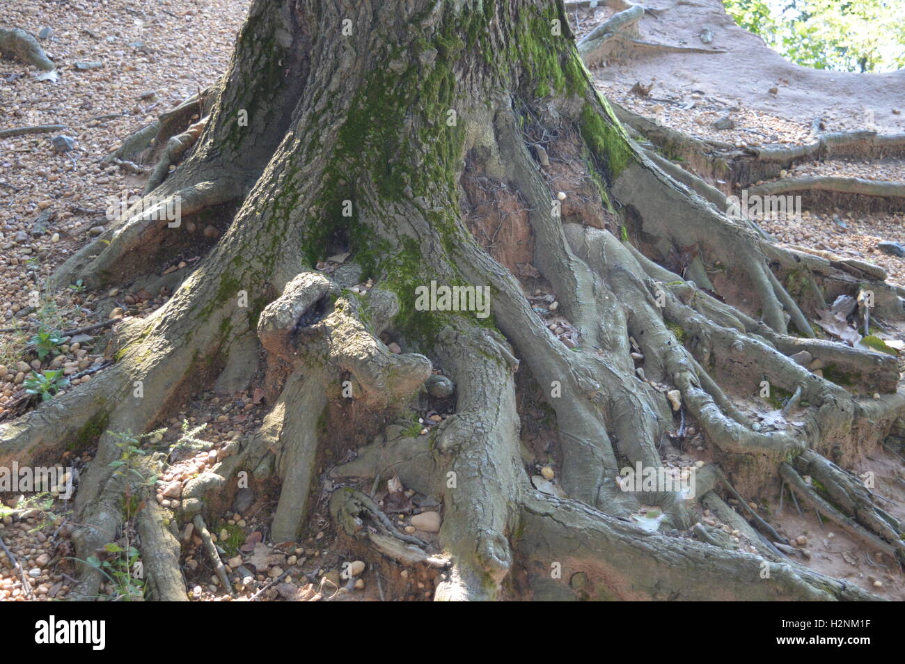 Esposte le radici di un grande albero in Elk collo del parco statale, a nord-est, Cecil County, Maryland, Stati Uniti d'America Foto Stock