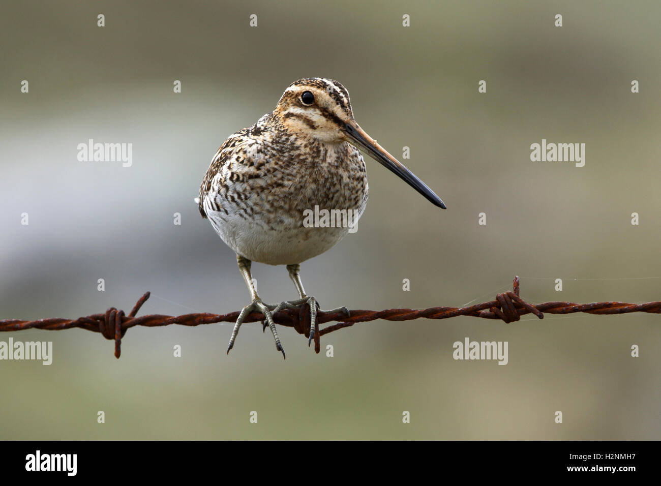 Beccaccino Gallinago gallinago arroccato su una recinzione Foto Stock