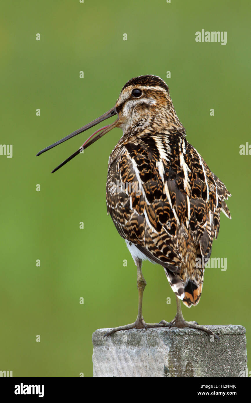 Beccaccino Gallinago gallinago arroccato su una recinzione Foto Stock