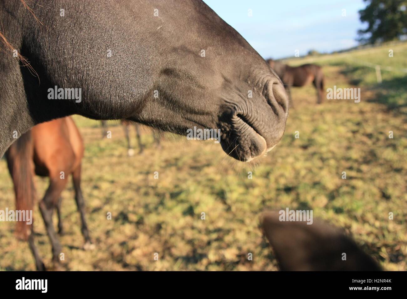 Testa di cavallo profilo Foto Stock