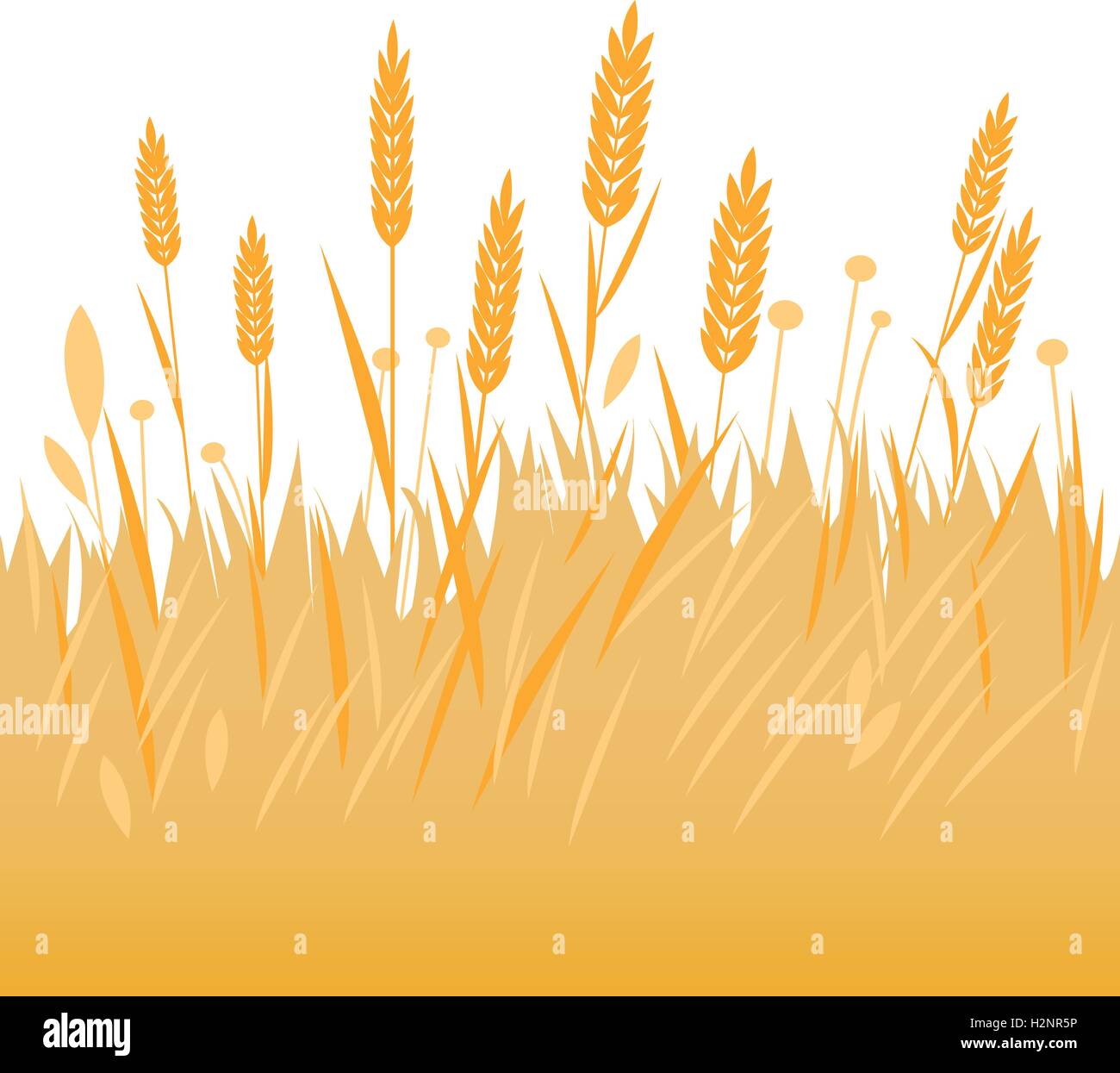 Campo di frumento, orzo o cereali di segala. Avena, orecchie di grano, steli sullo sfondo del campo. Illustrazione vettoriale Illustrazione Vettoriale