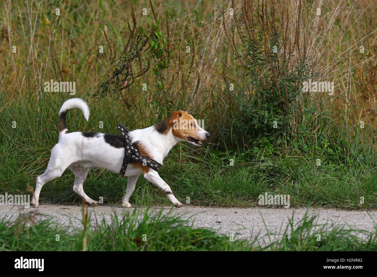 Giovane jack russell cucciolo trotto su un percorso in alti erba selvatica Foto Stock