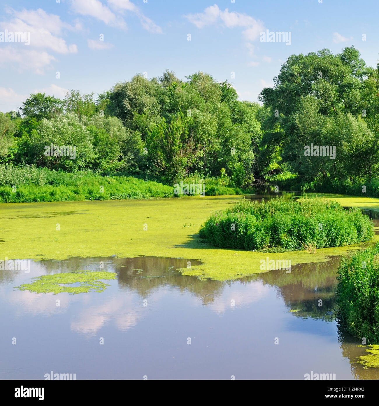Zona umida lago con impianti di acqua.Na rive crescono foreste di latifoglie Foto Stock