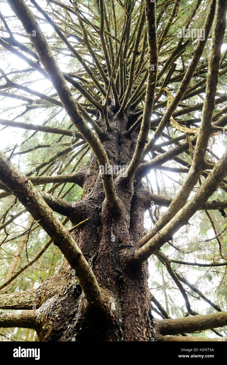 I rami di un abete rosso (Picea abies) mutante Foto Stock