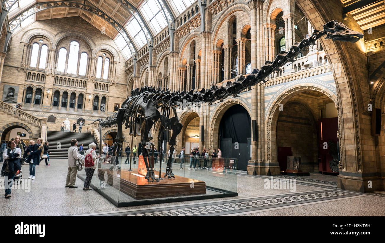 'Dippy' il Diplodocus Dinosaur presso il Museo di Storia Naturale di Londra Foto Stock