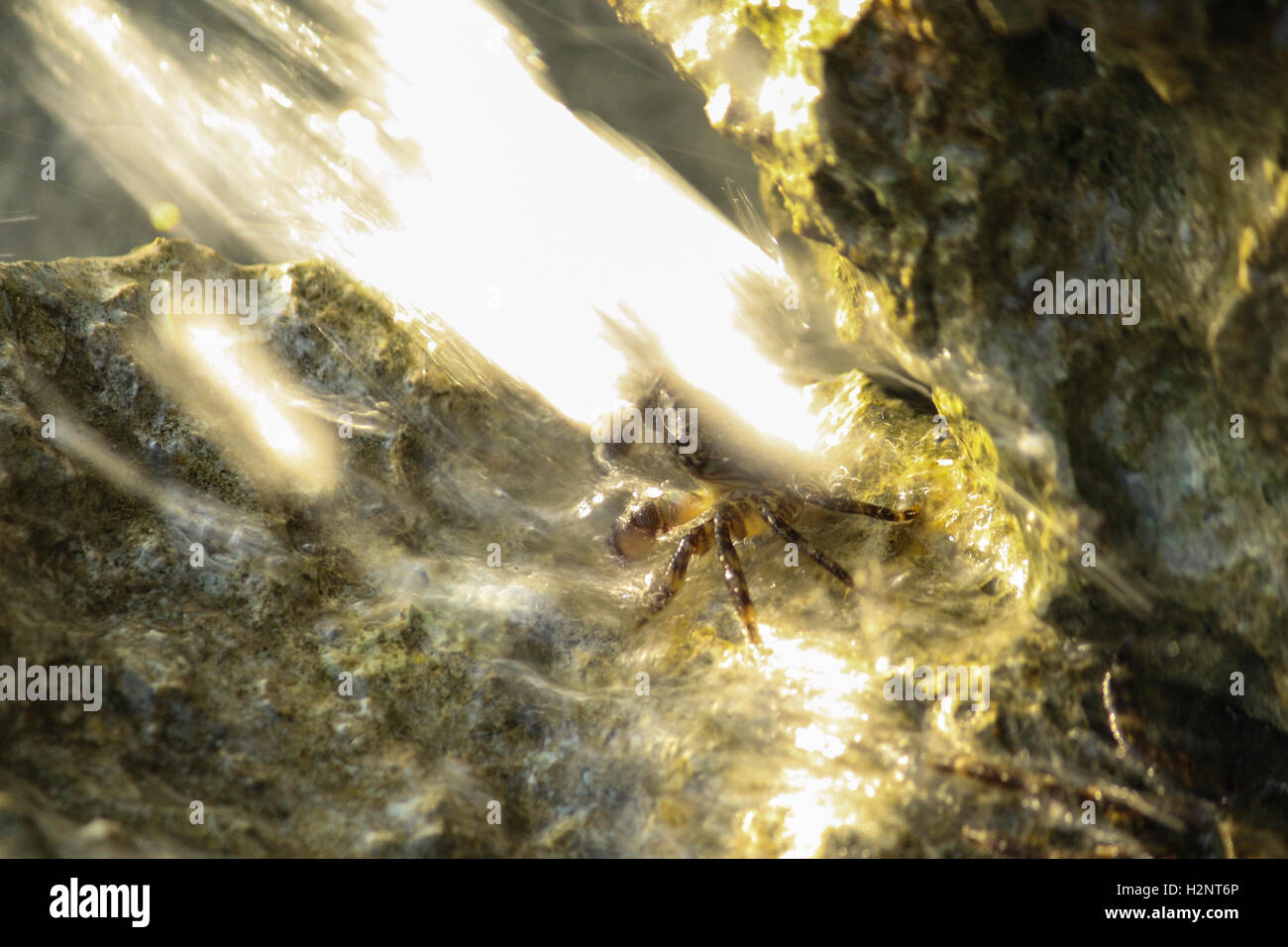 Il granchio colpita da un'ondata di acqua Foto Stock