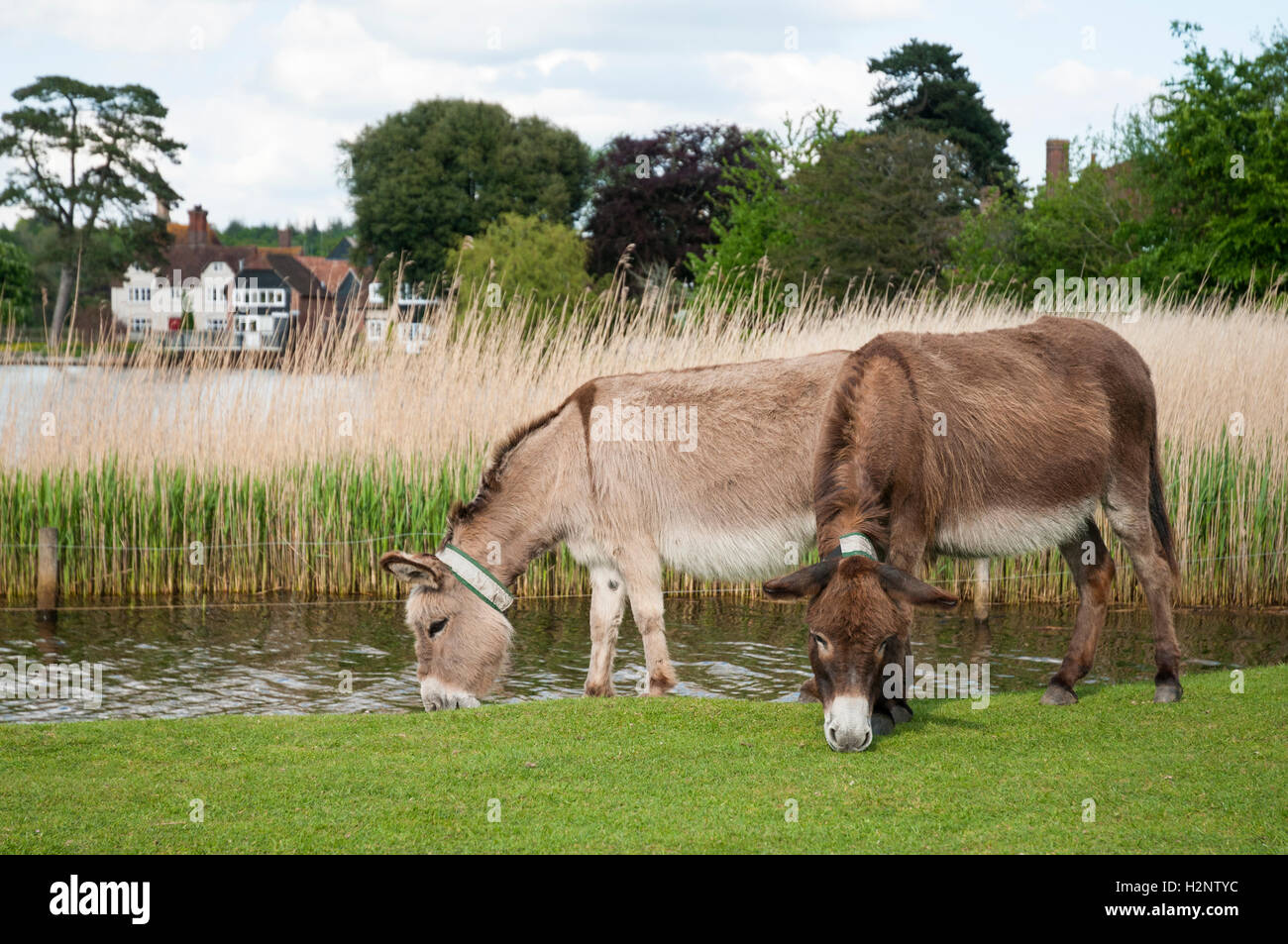 Due asini pascolo da un po' di acqua in un ambiente rurale. Foto Stock