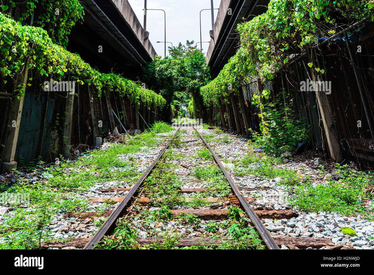 Tunnel di alberi ferrovia in città Foto Stock