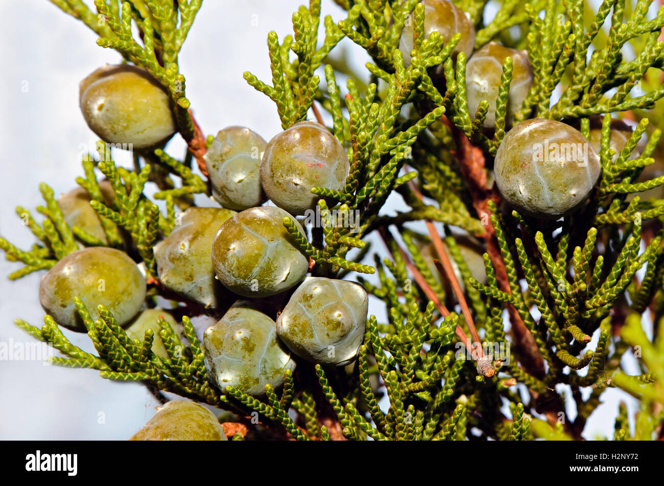 Fogliame e coni giovani del Mediterraneo cipresso (Cupressus sempervirens). Foto Stock