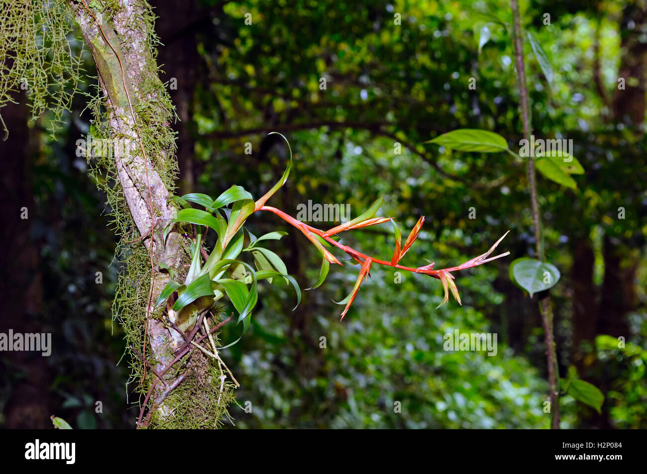 Un epiphytic bromeliad shot nella foresta pluviale del Costa Rica (Monteverde). Foto Stock