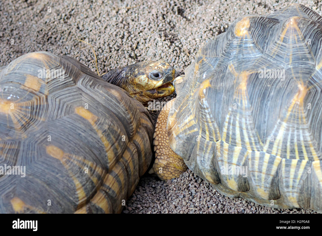 Una coppia di specie gravemente minacciate tartarughe (Astrochelys radiata). Foto Stock