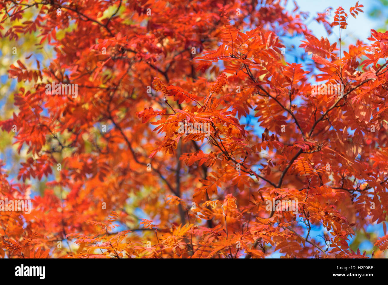 Cielo blu tra le cime degli alberi in un parco d'autunno, alberi colorati Foto Stock