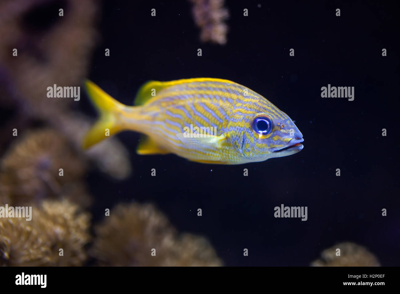 Grunt francese (Haemulon flavolineatum). Pesci marini. Foto Stock