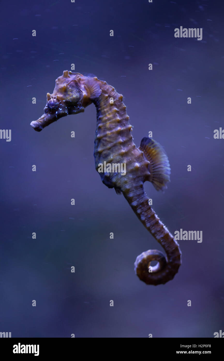 A breve snouted seahorse (Hippocampus hippocampus). Animali del mare. Foto Stock