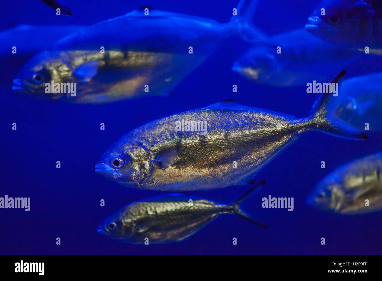 Atlantic sugarello (Trachurus trachurus) nell'Acquario di Biarritz in Biarritz, Francia. Foto Stock