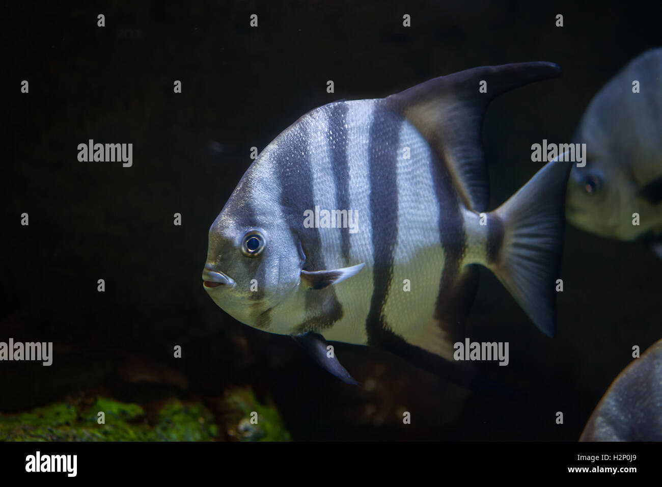 Atlantic spadefish (Chaetodipterus faber). Pesci marini. Foto Stock