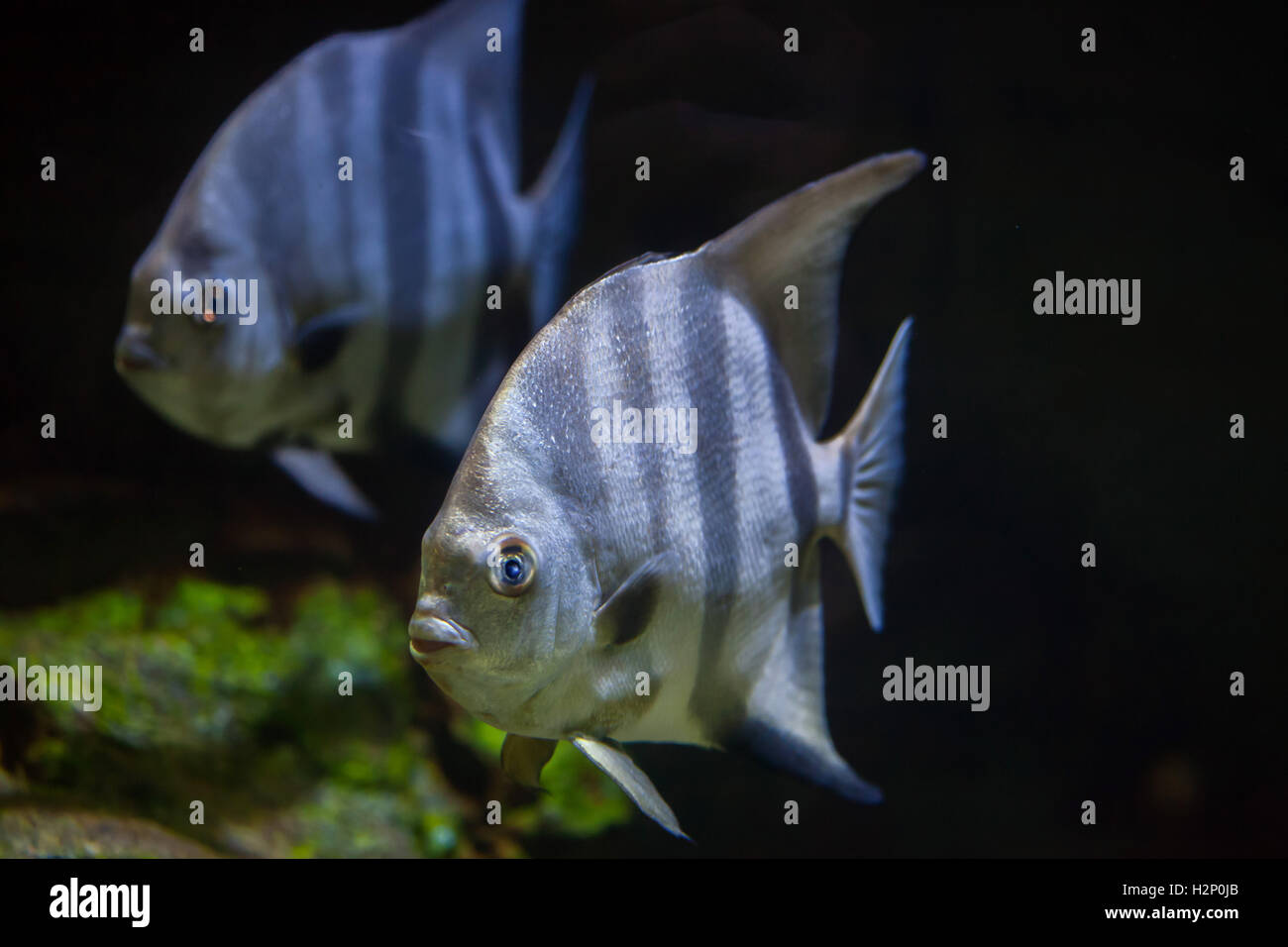 Atlantic spadefish (Chaetodipterus faber). Pesci marini. Foto Stock