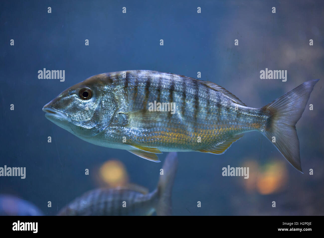 Sand steenbras (Lithognathus mormyrus), noto anche come le strisce di orate. Foto Stock