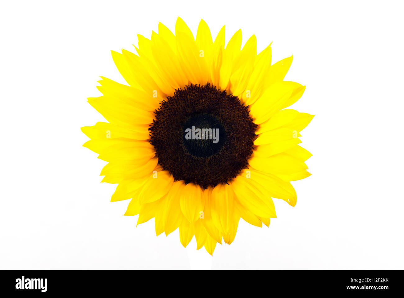Giallo sole fiore Foto Stock