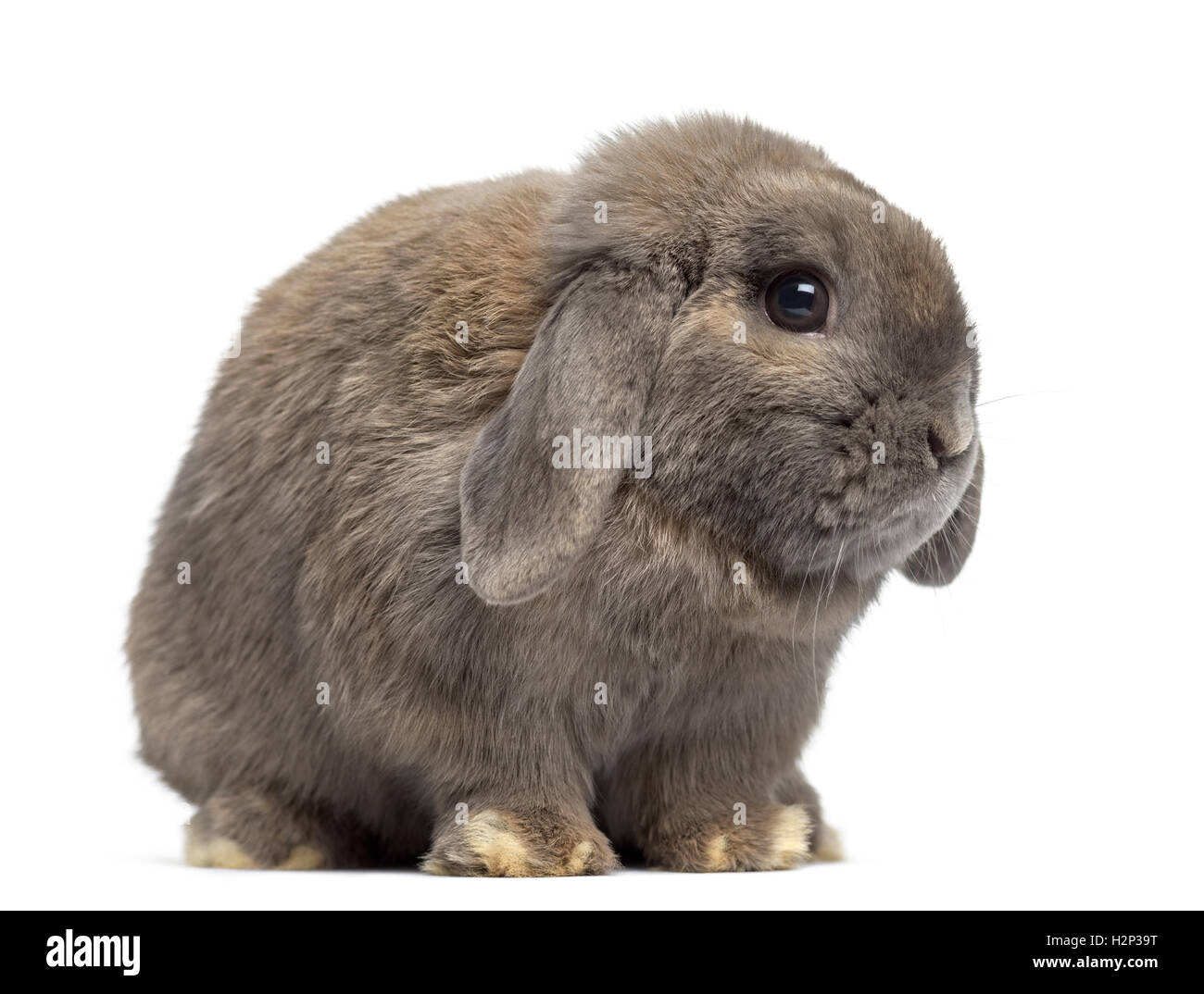 Vista laterale di un simpatico Holland Lop coniglio isolato su bianco Foto Stock