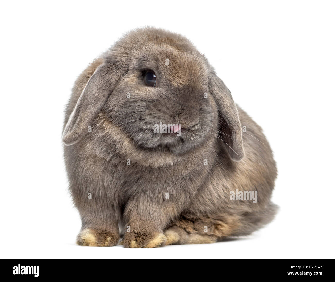 Carino Holland Lop coniglio isolato su bianco Foto Stock