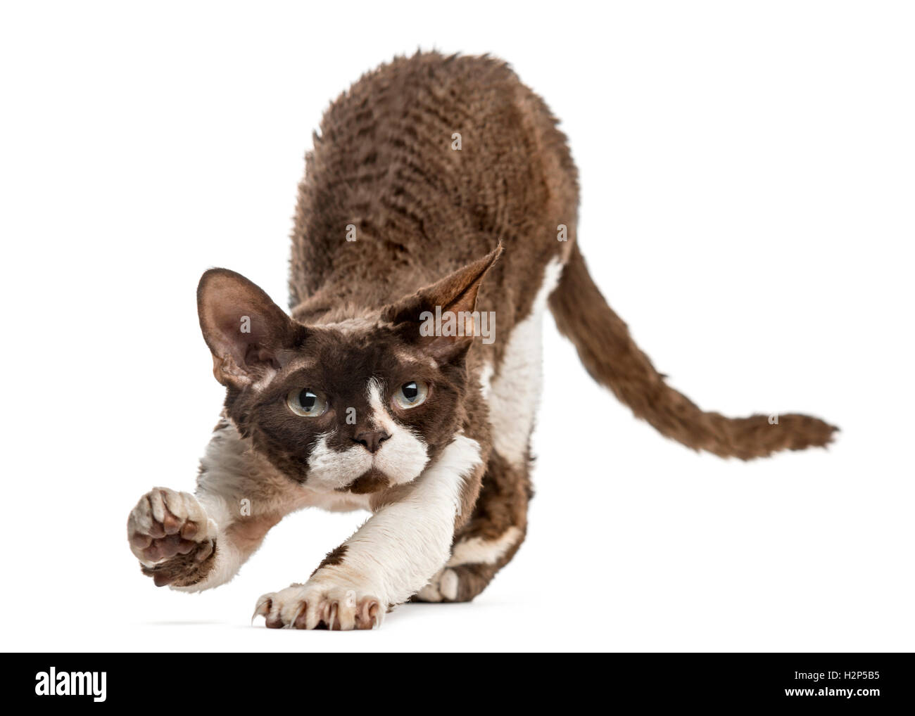 Vista frontale di un devon rex cat stretching isolato su bianco Foto Stock