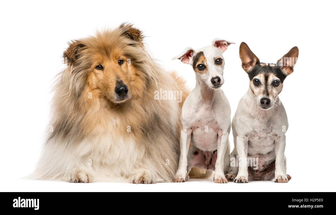 Gruppo di tre cani; Scotch Collie, 3 anni di età e due Jack Russell Terrier, 9 anni e 7 anni, isolato su bianco Foto Stock