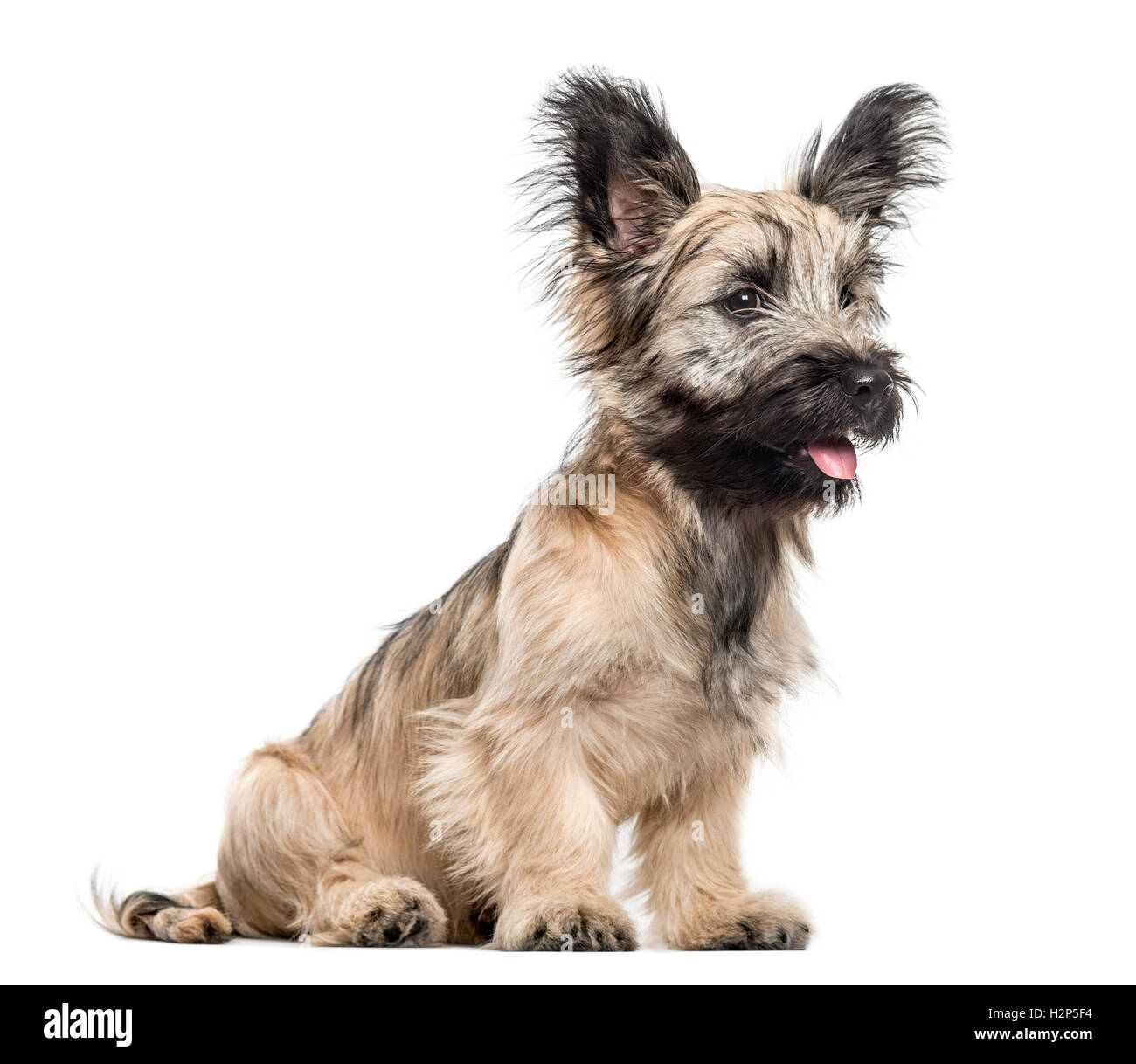 Skye Terrier dog sitter e guardando lontano isolato su bianco Foto Stock