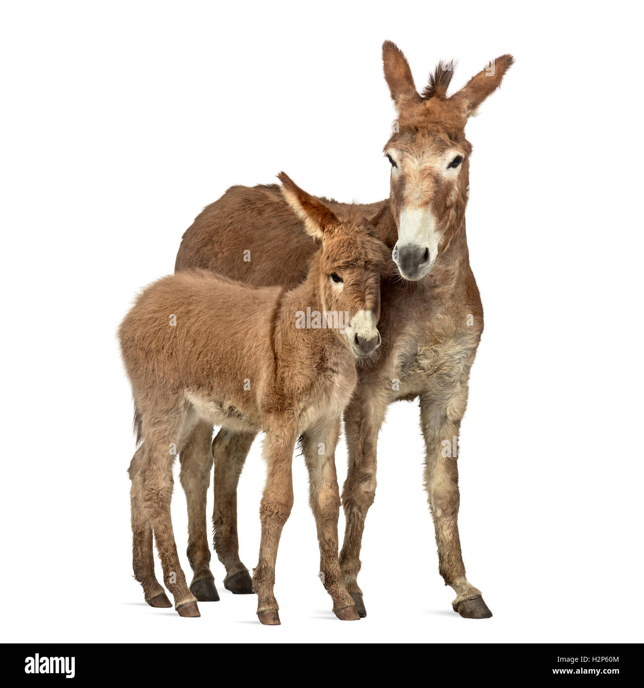 Madre provenza asino e il suo puledro isolato su bianco Foto Stock