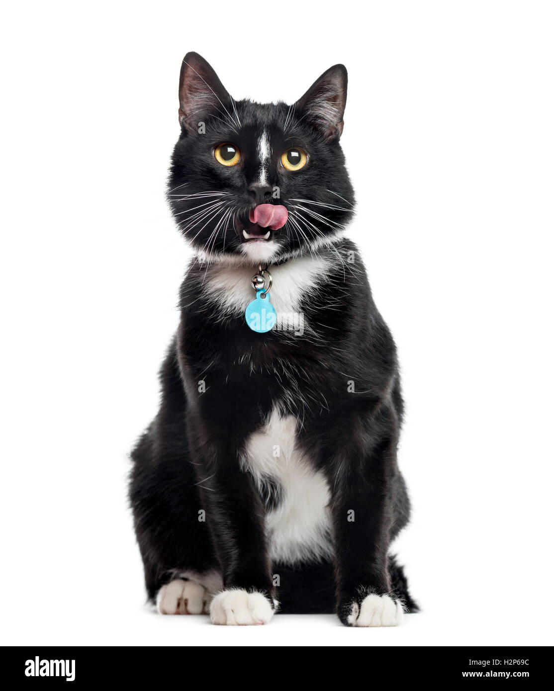 European Shorthair, 1 anno vecchio seduto e leccarsi le labbra, isolato su bianco Foto Stock