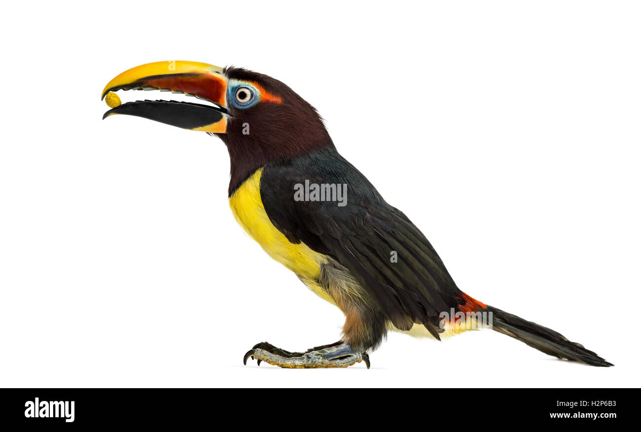 Aracari verde mangiare, Pterogossus Viridis isolato su bianco Foto Stock