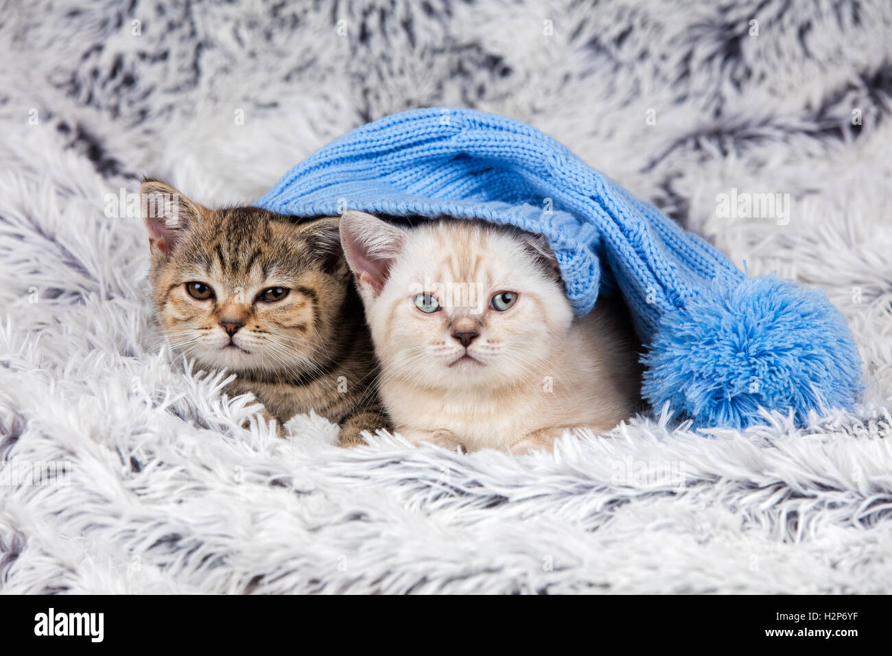 Due gattini poco indossando grande calotta giacente sulla coperta di soffice Foto Stock