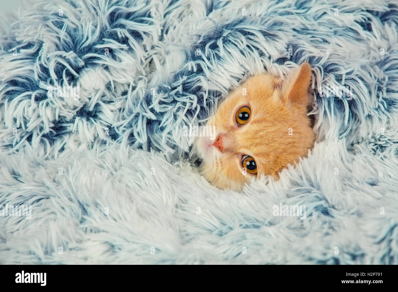 Coperta rossa del bambino del gatto immagini e fotografie stock ad alta  risoluzione - Alamy